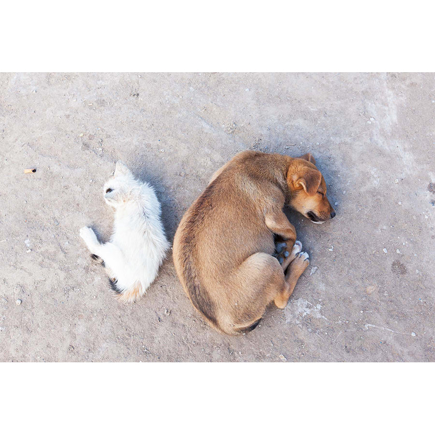 Fez Photographic Print 02